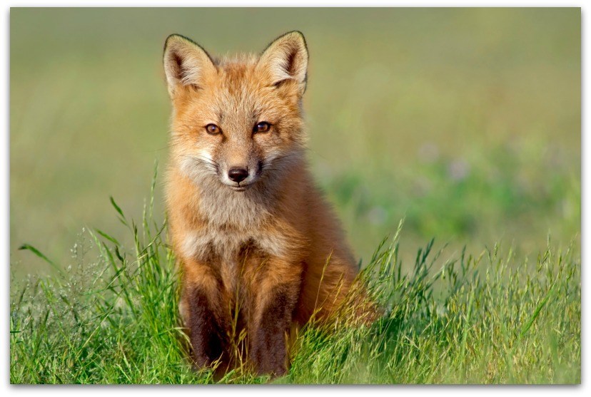 easter-fox